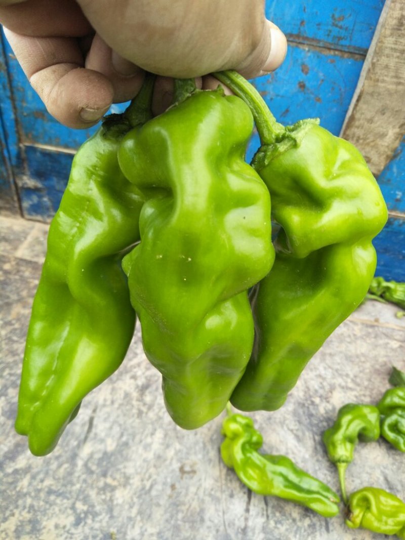 泡椒5~10厘米中辣青