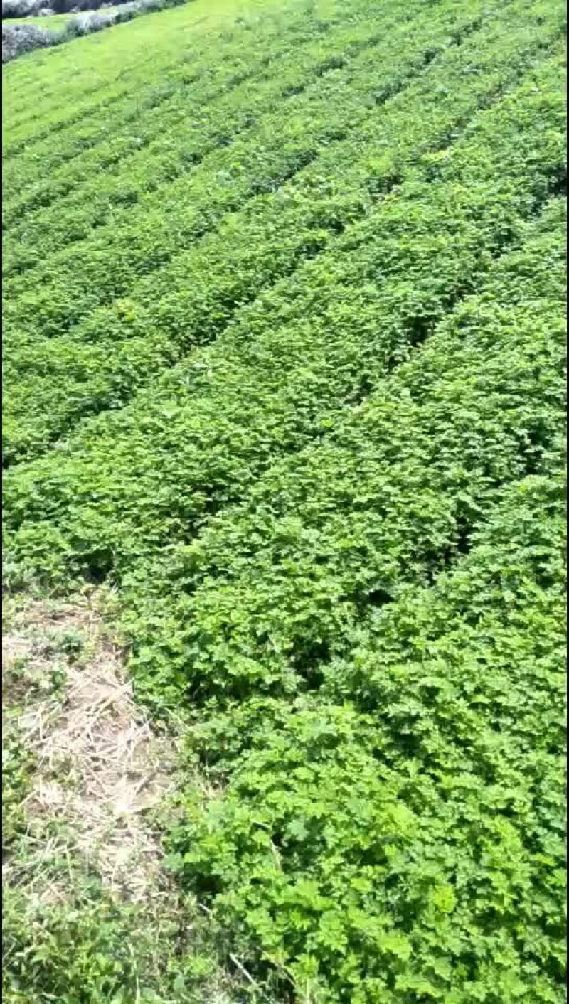 精品当归苗
