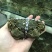 阳澄湖大闸蟹