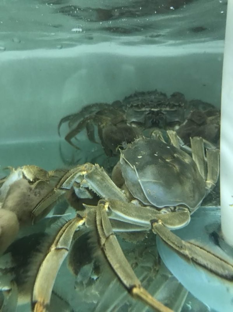阳澄湖大闸蟹