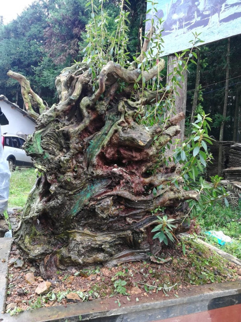 映山红老桩