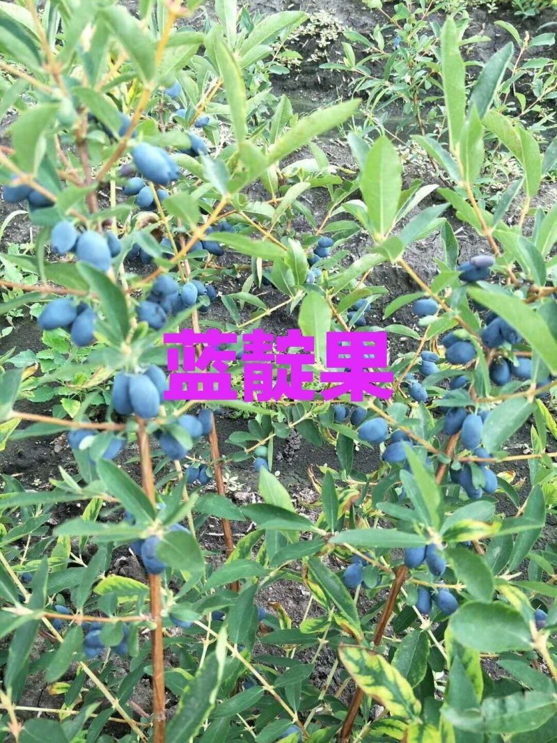蓝靛果基地直发。价格低。成活率高。服务好量大优惠。