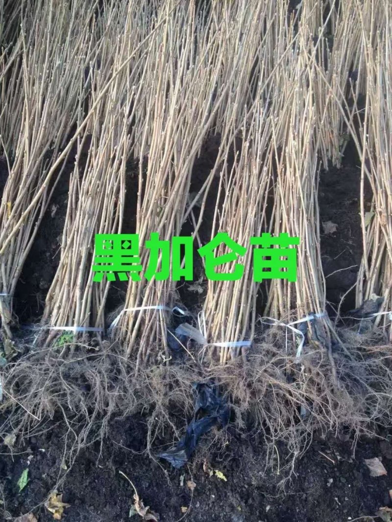 黑加仑苗。基地直发。价格低。成活率高。服务好量大优惠。