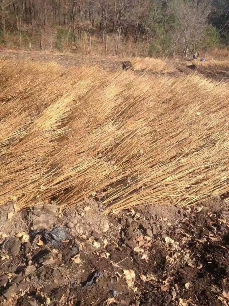 黑加仑苗。基地直发。价格低。成活率高。服务好量大优惠。