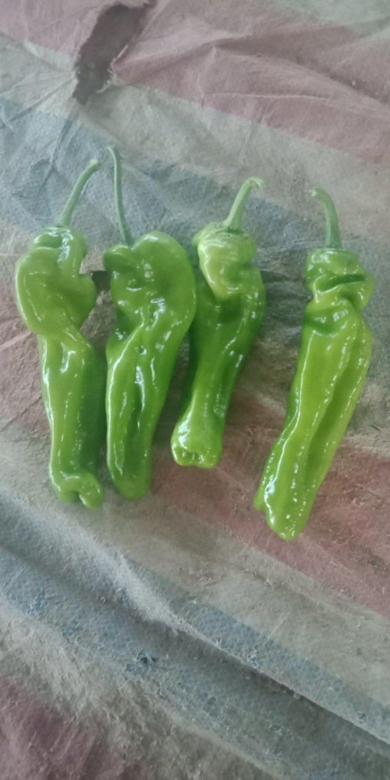 芜湖辣椒大量上市欢迎来电