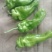 芜湖辣椒大量上市欢迎来电