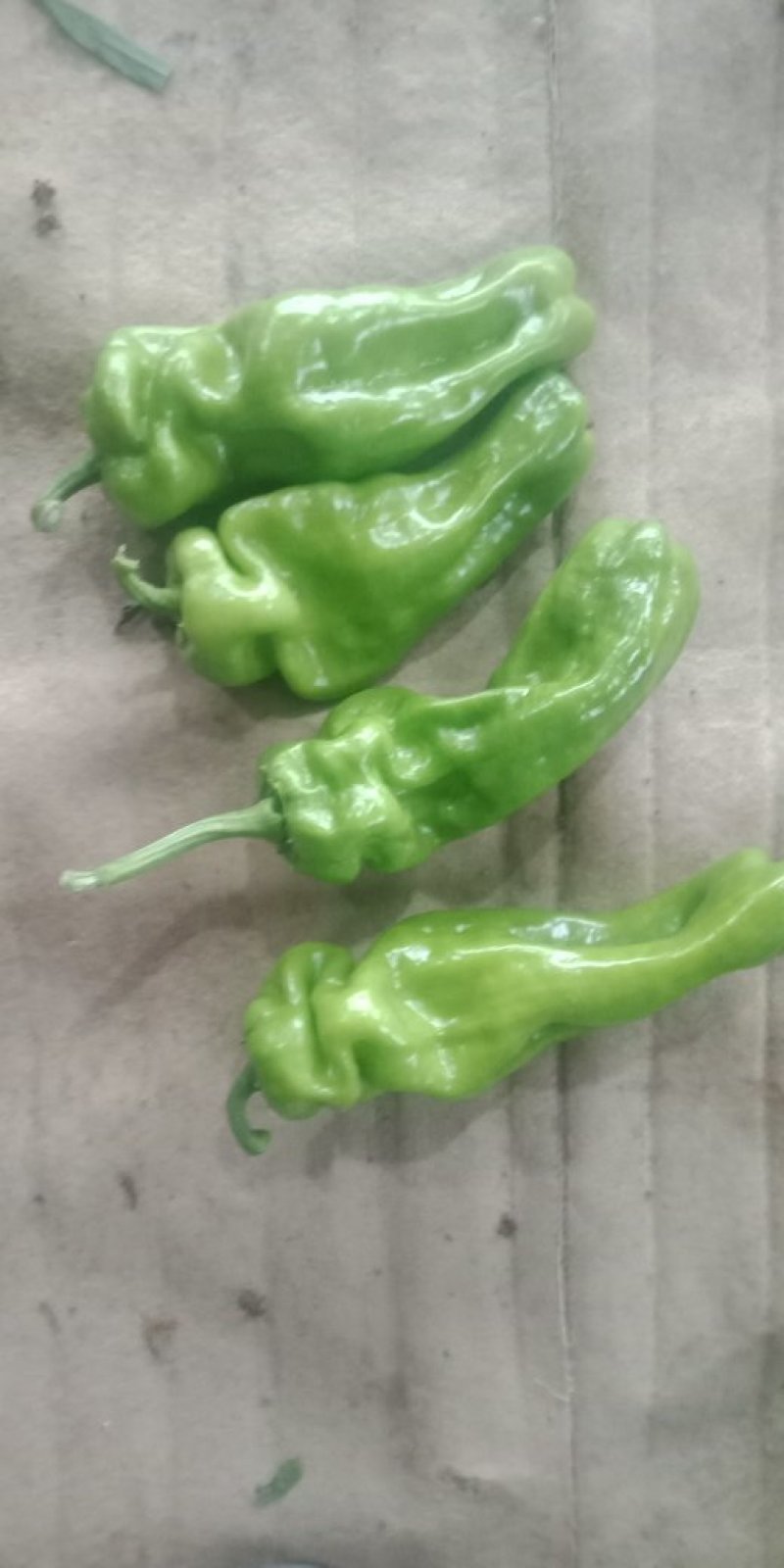 芜湖辣椒大量上市欢迎来电
