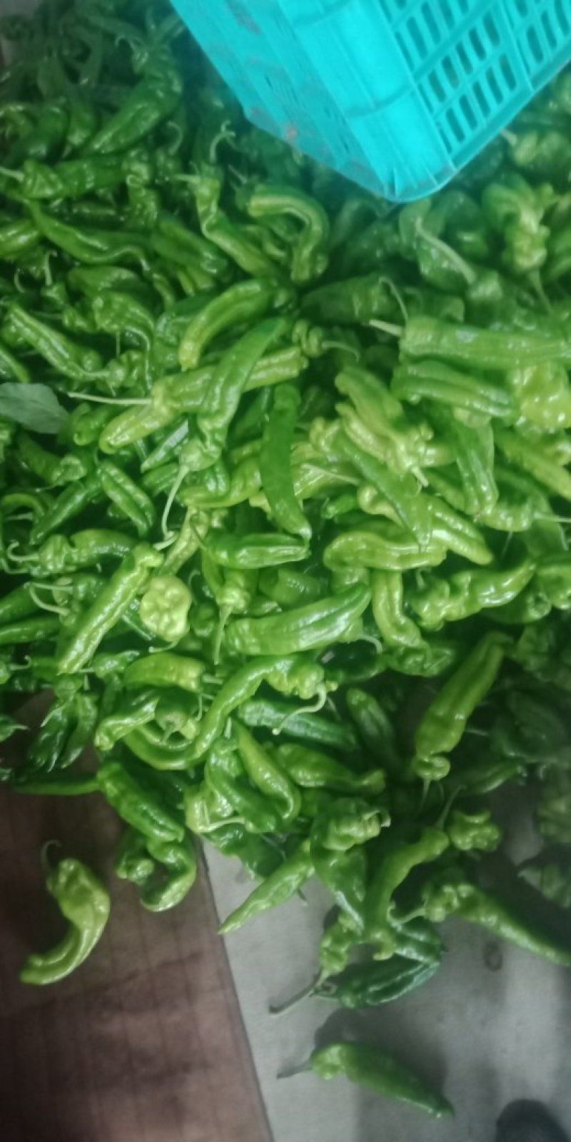 芜湖辣椒大量上市欢迎来电