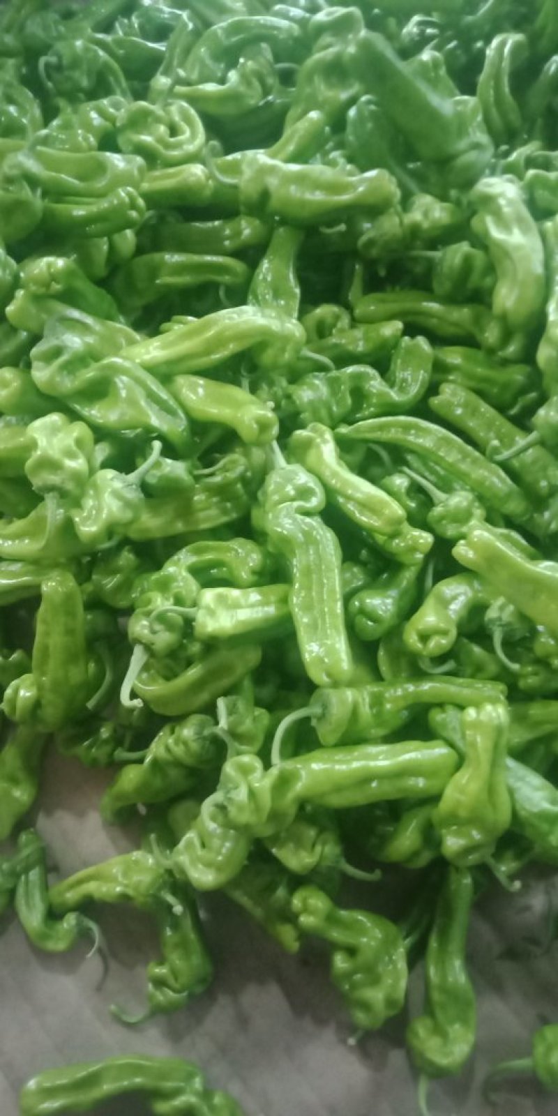 芜湖辣椒大量上市欢迎来电