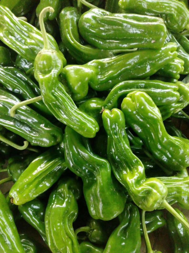 芜湖辣椒大量上市欢迎来电