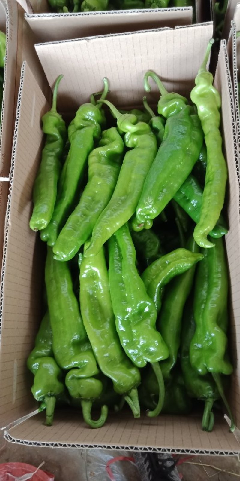 301-牛尖椒大量上市质量很好