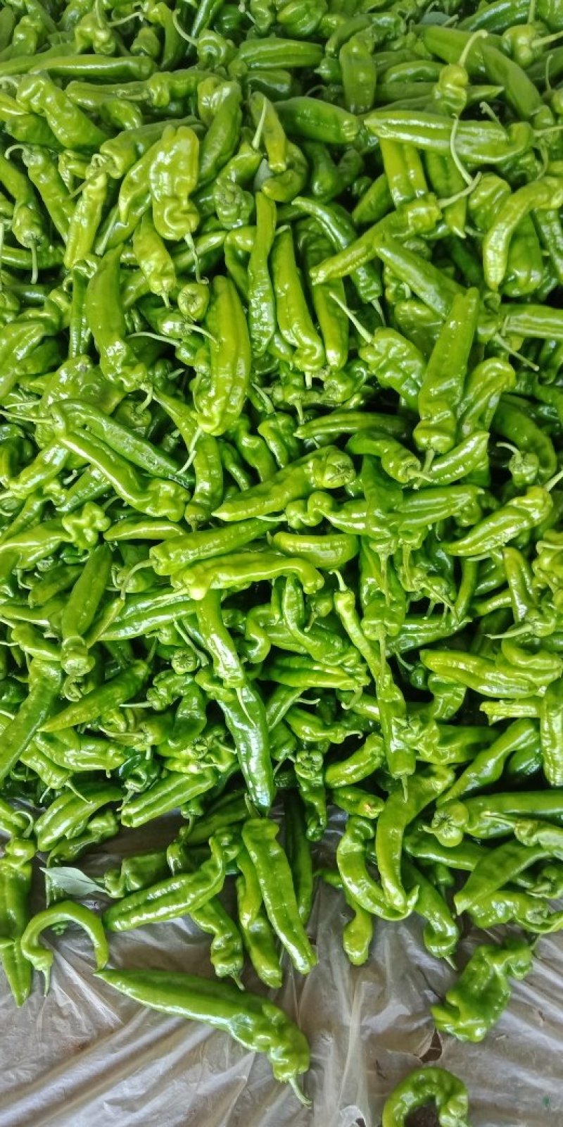 301-牛尖椒大量上市质量很好