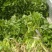 出售芹菜秧苗