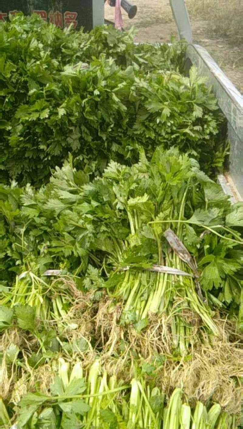 出售芹菜秧苗