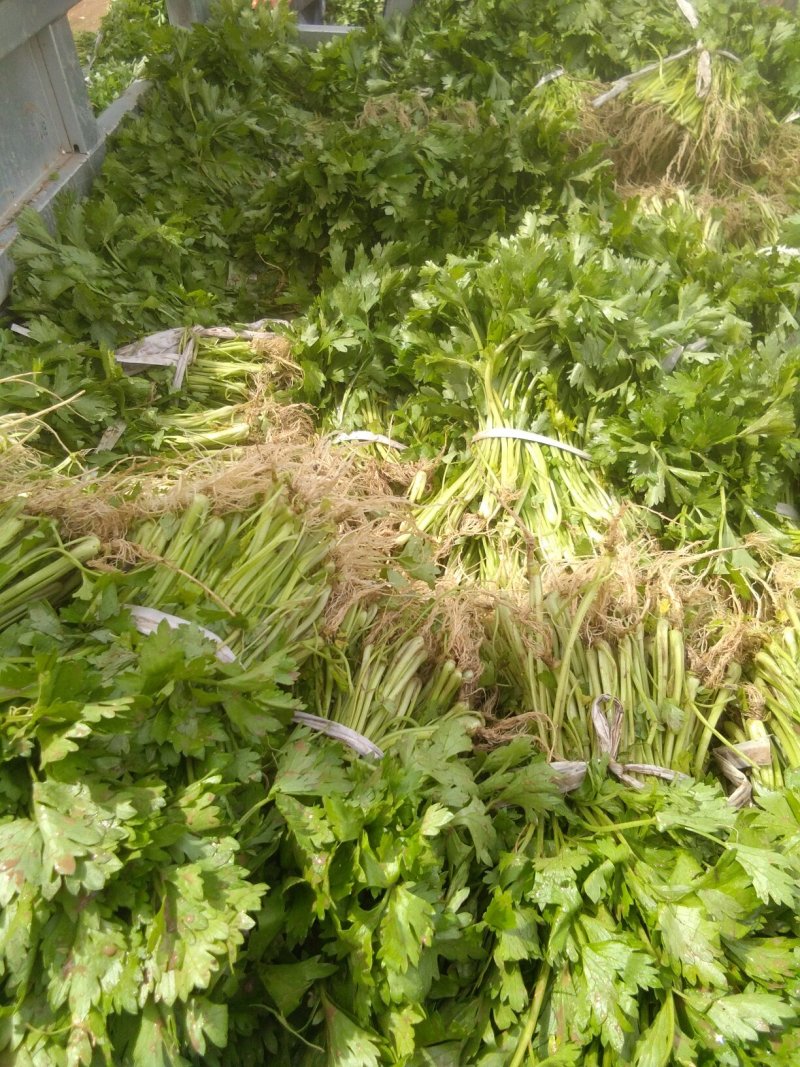 出售芹菜秧苗