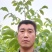 辽系嫁接核桃苗，保证成活率在85以上，达不到免费补苗。
