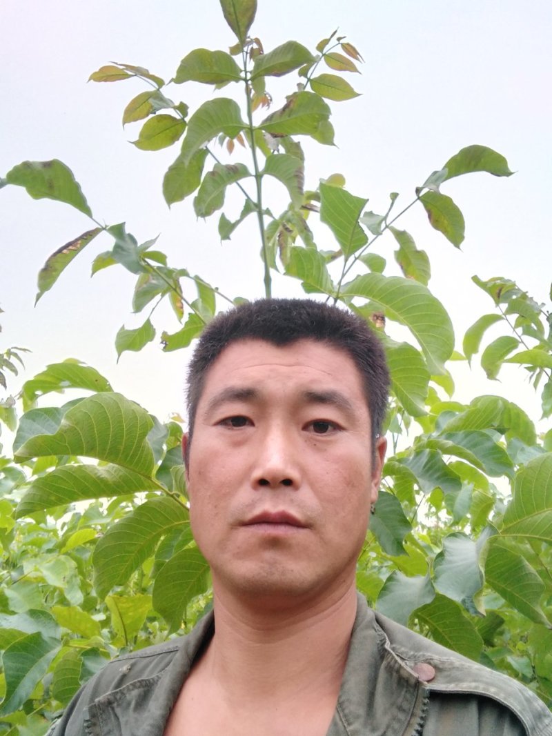 辽系嫁接核桃苗，保证成活率在85以上，达不到免费补苗。