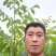 辽系嫁接核桃苗，保证成活率在85以上，达不到免费补苗。