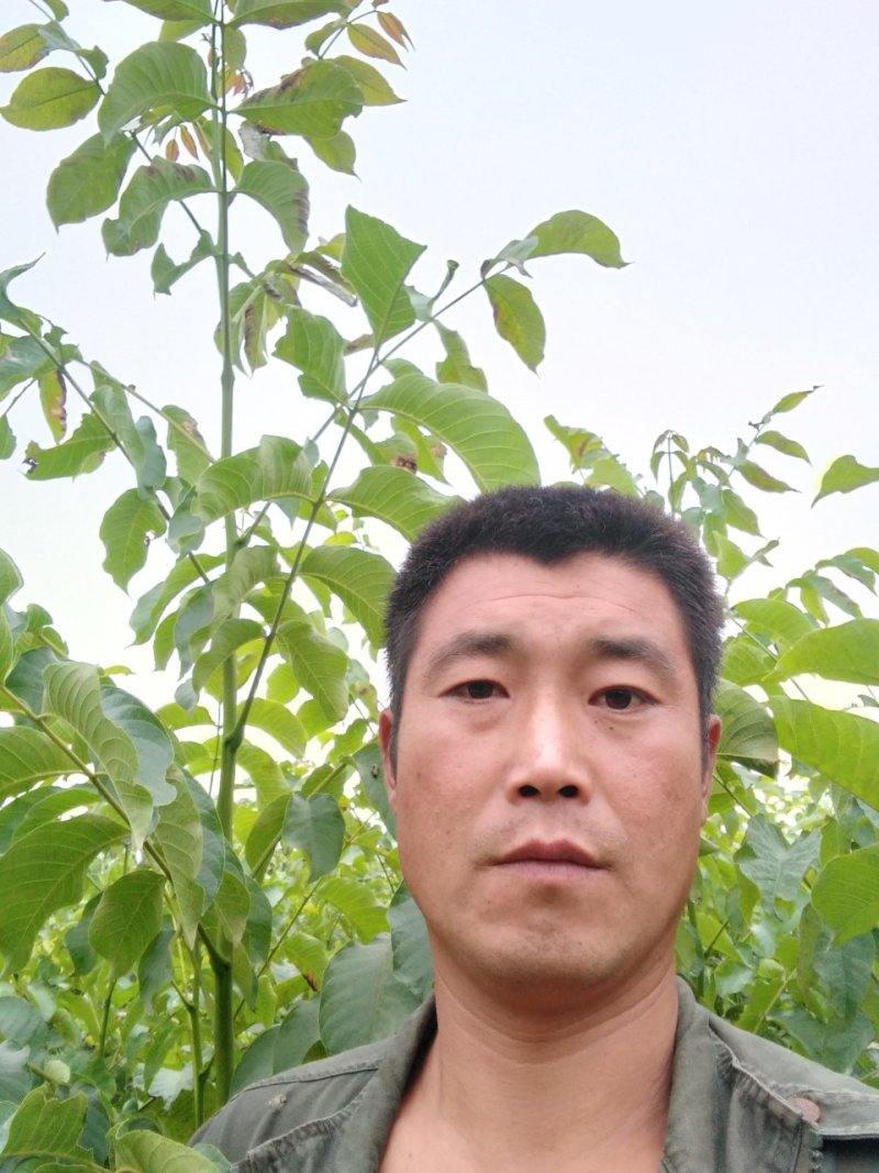 辽系嫁接核桃苗，保证成活率在85以上，达不到免费补苗。