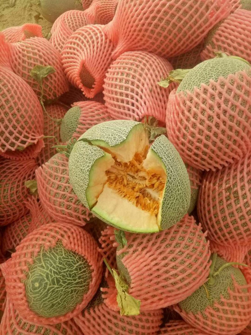 新疆精品西州蜜