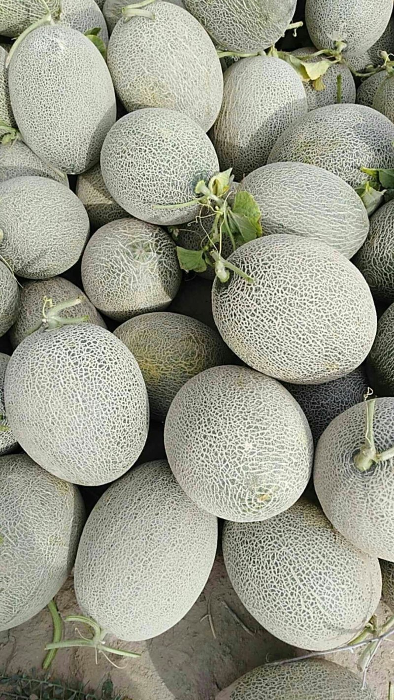 新疆精品西州蜜