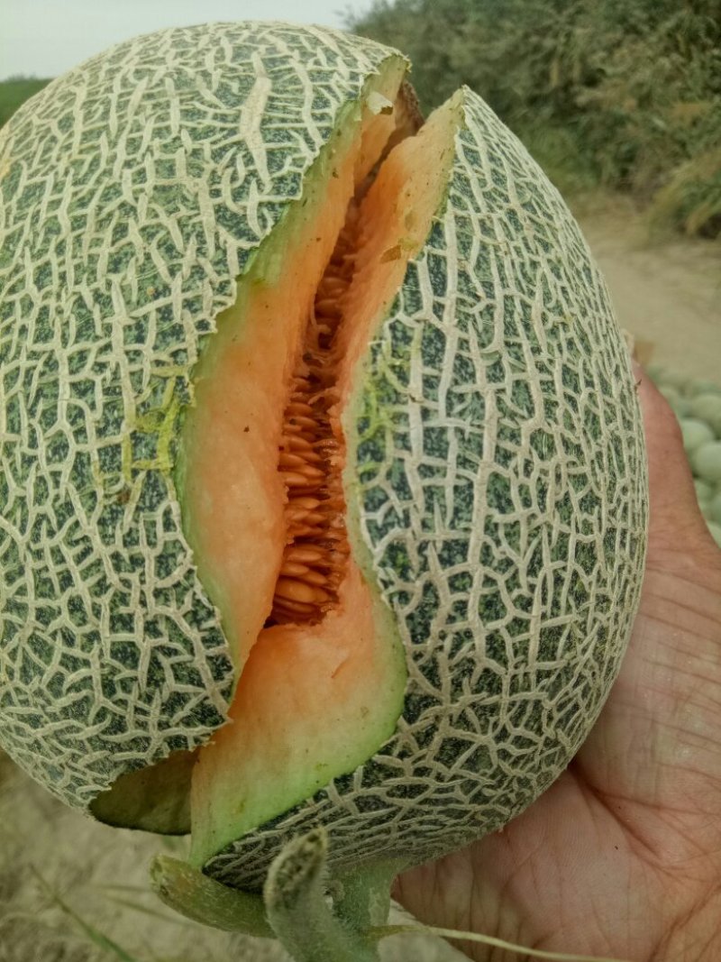 新疆精品西州蜜