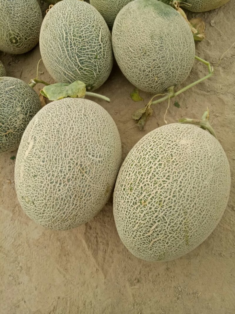 新疆精品西州蜜