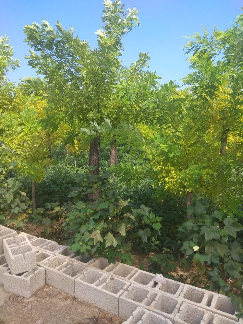 黄金槐，金枝槐，金叶槐，量大