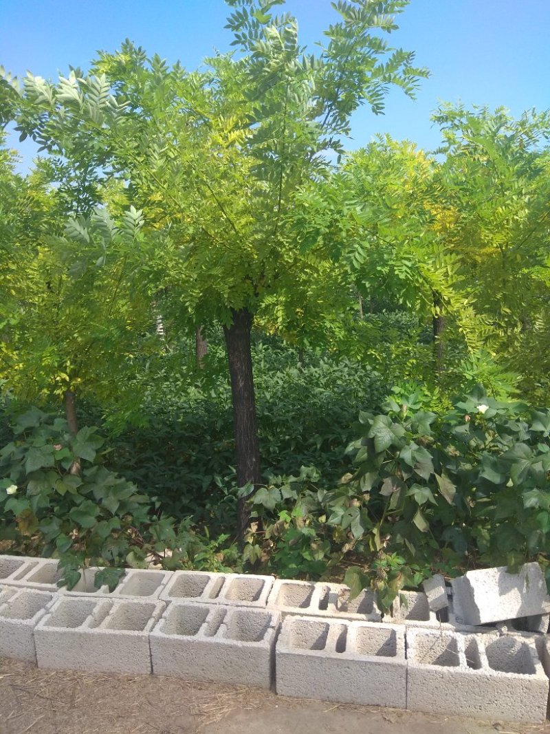 黄金槐，金枝槐，金叶槐，量大