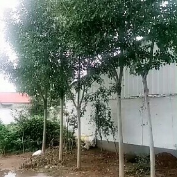 8到10公分白腊苗木出售