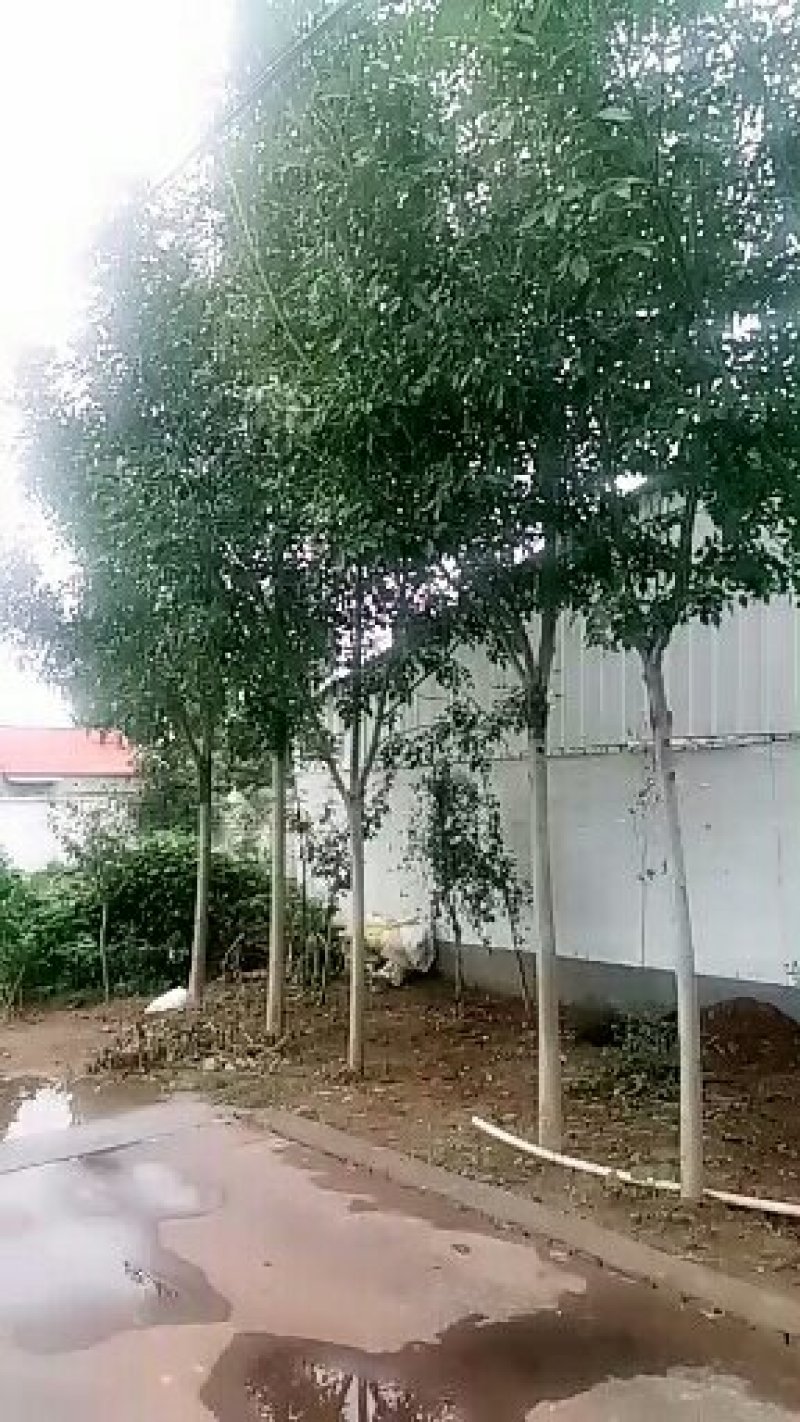 8到10公分白腊苗木出售