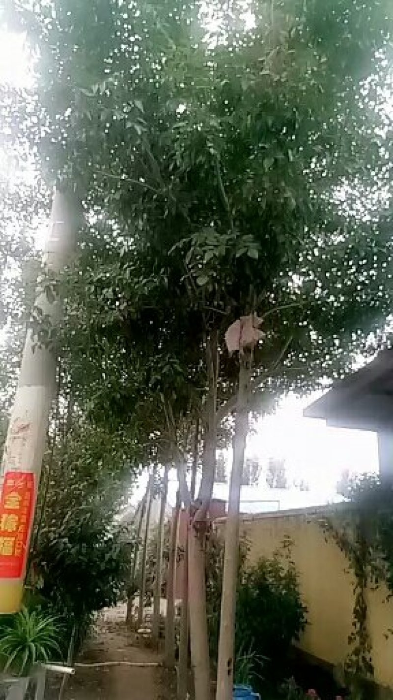 8到10公分白腊苗木出售