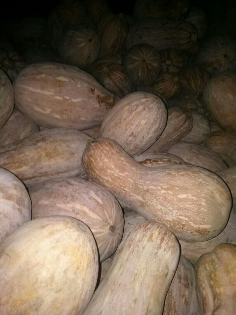 密本南瓜