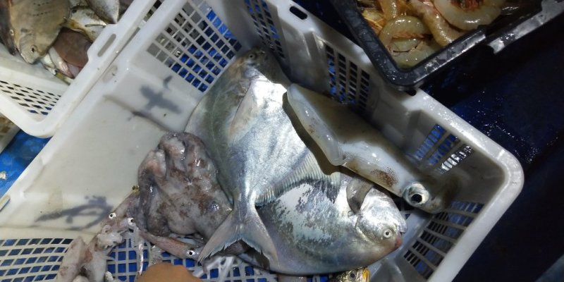 大昌鱼斗昌白昌鱼新鲜看得见