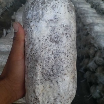 小黑平菇菌种，灰美2号，969，德丰5号，8129