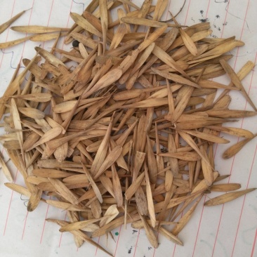 白蜡种子，白蜡籽，小叶白蜡种子