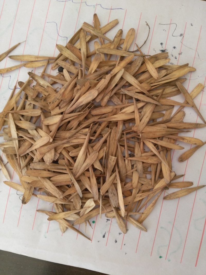 白蜡种子，白蜡籽，小叶白蜡种子