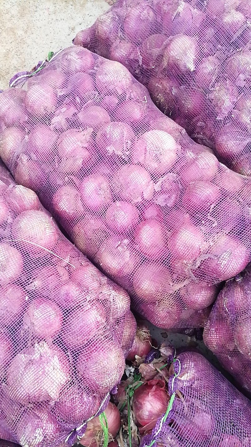 红皮洋葱