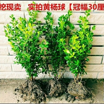 小叶黄杨苗批发，黄杨树苗