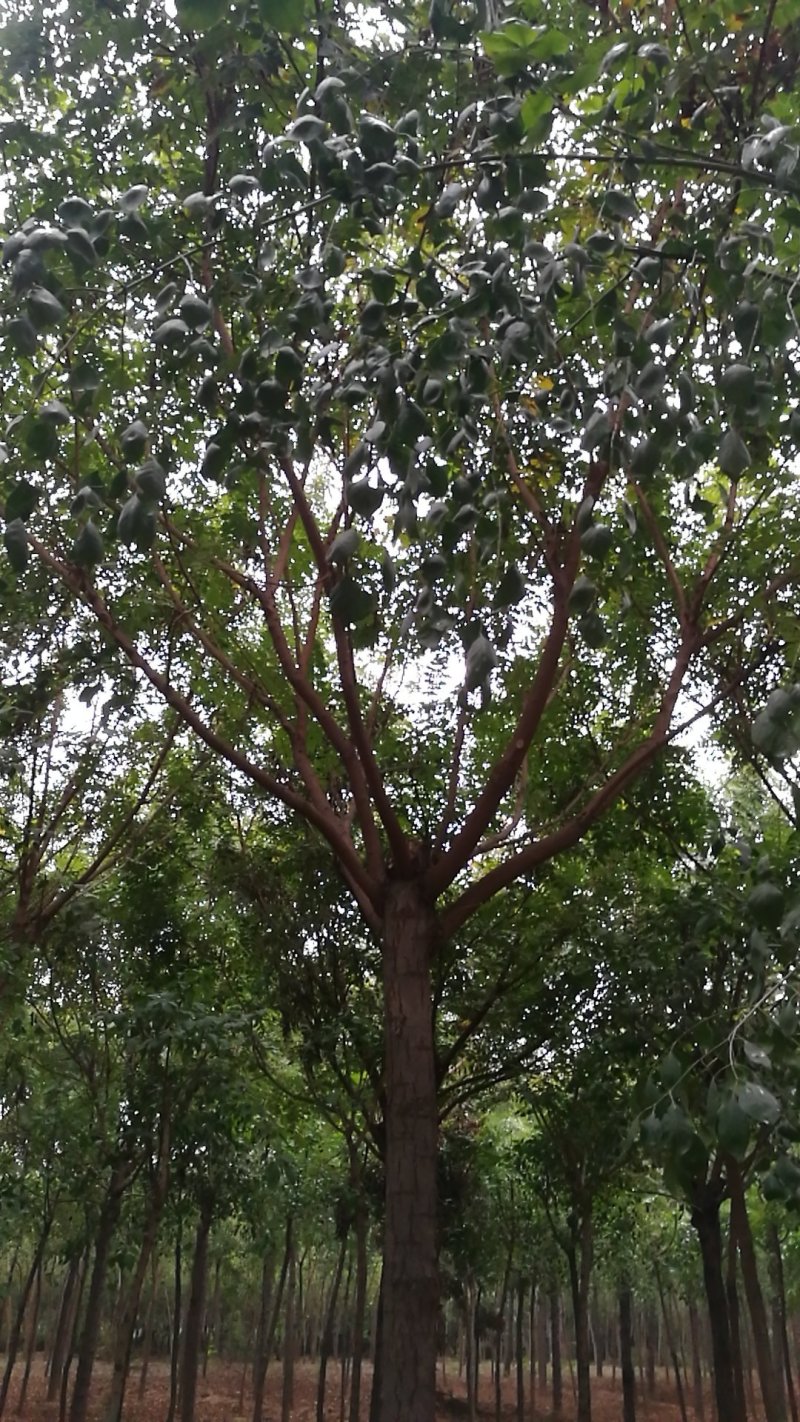 栾树苗工程