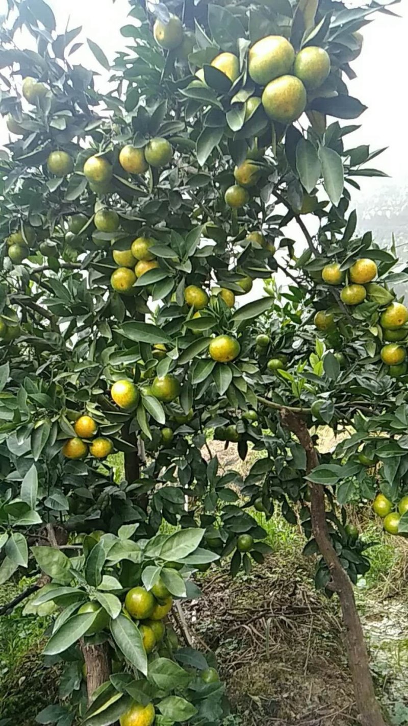预售寻乌蜜橘特早熟8月份上市。
