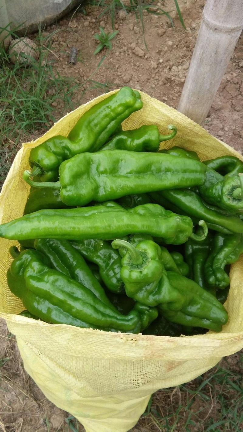 大青椒，线椒，芜湖椒。沈丘县万亩辣椒种植基地，长年供应。