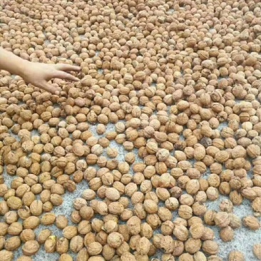 薄皮核桃，板栗