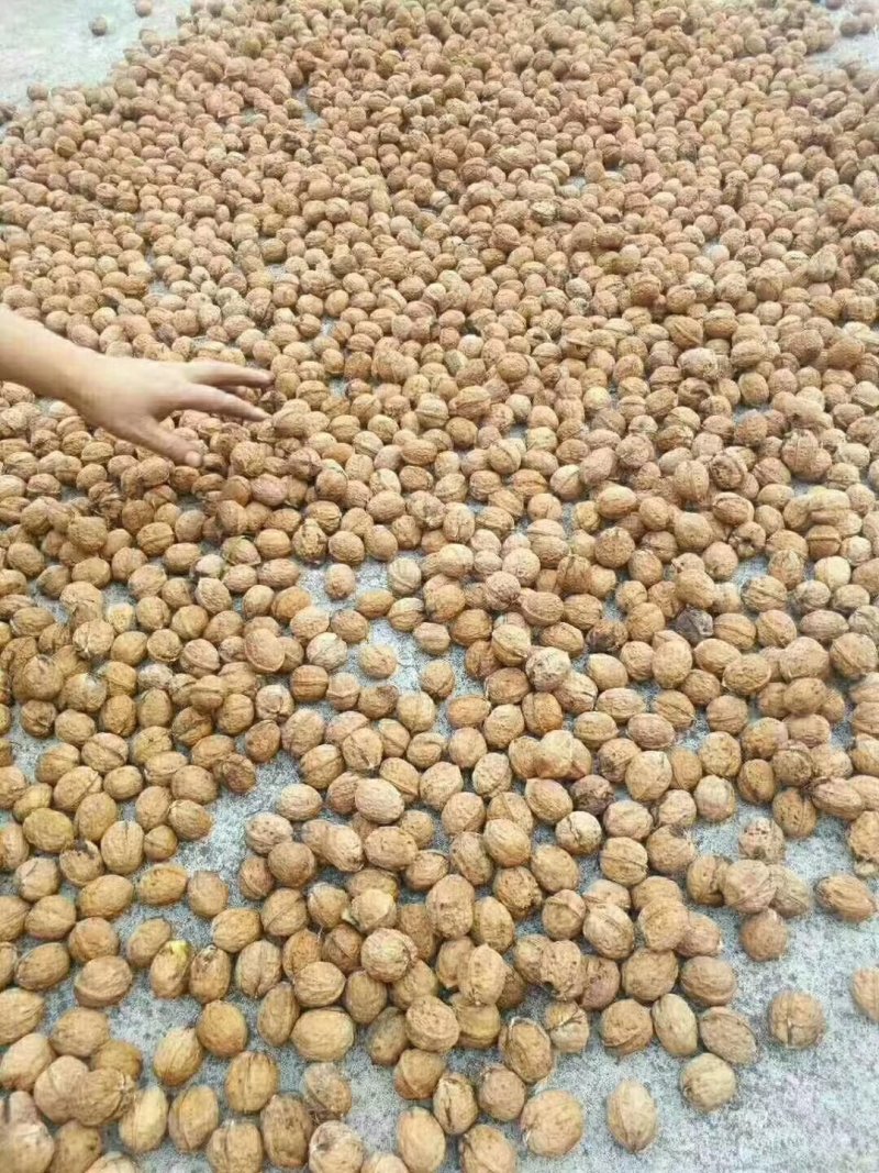 薄皮核桃，板栗