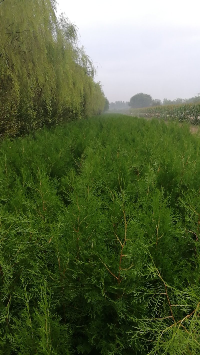 侧柏工程苗