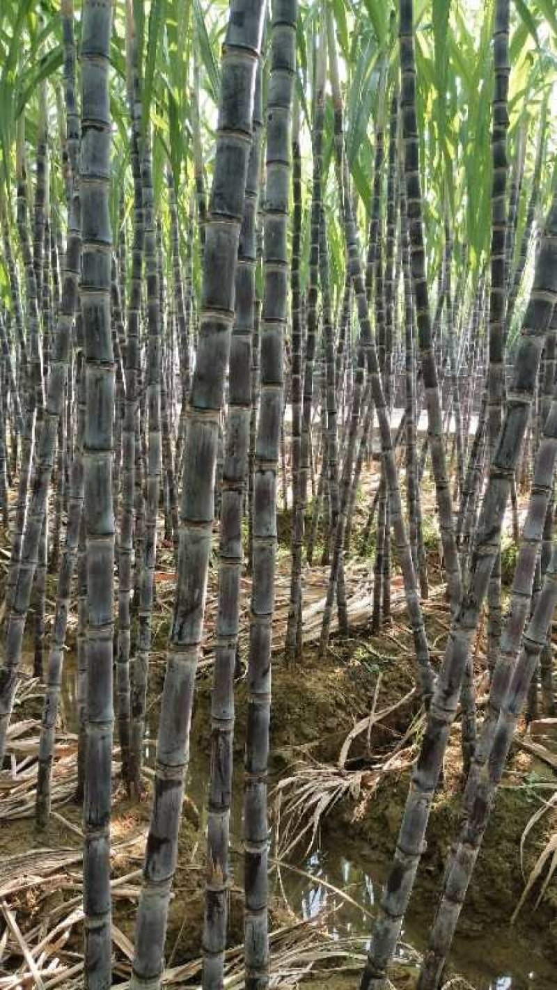 广西黑皮甘蔗基地直供包甜，提供便宜回程车