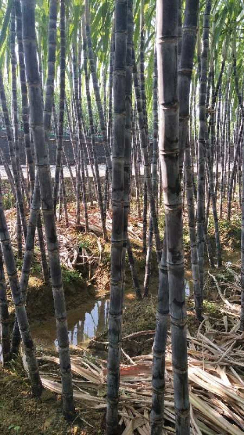 广西黑皮甘蔗基地直供包甜，提供便宜回程车