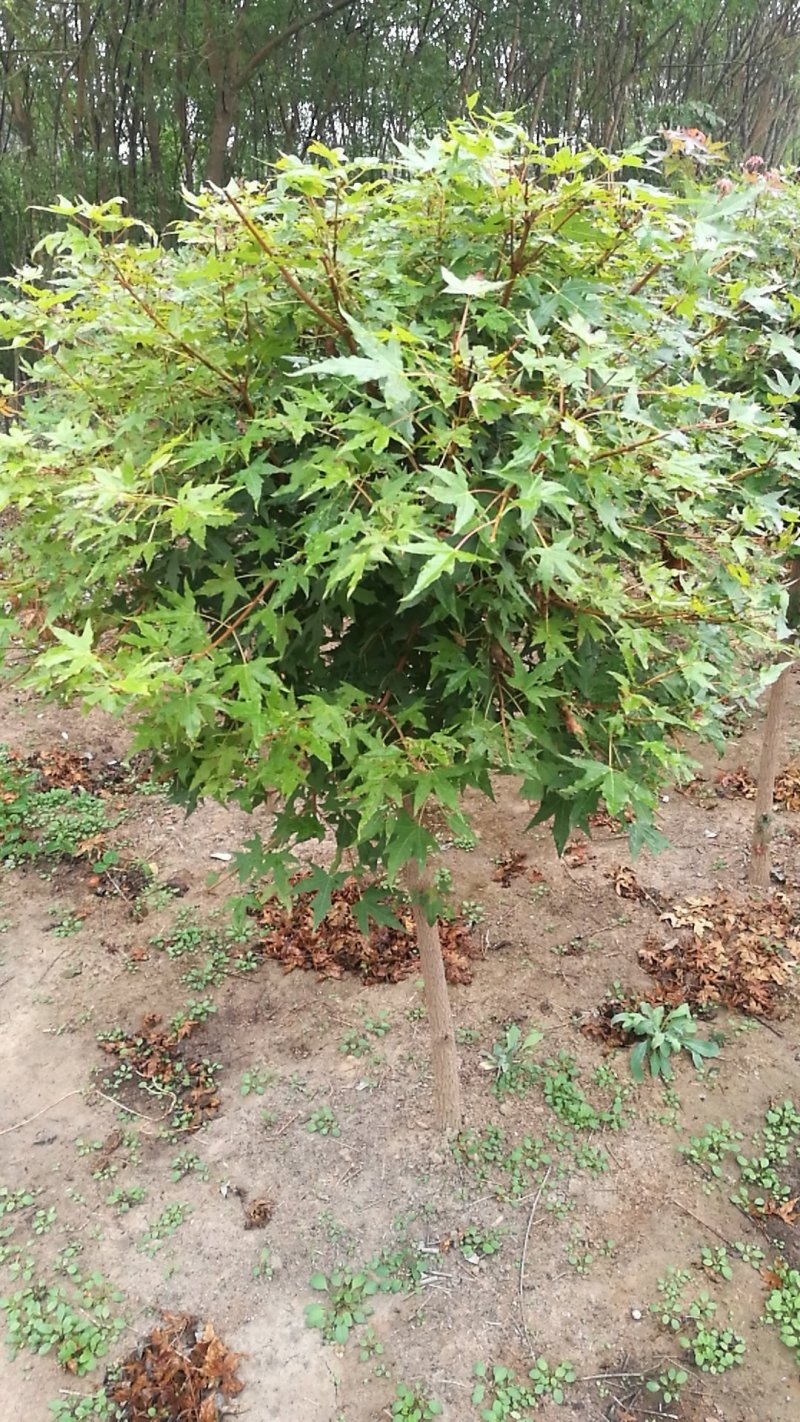 五角枫