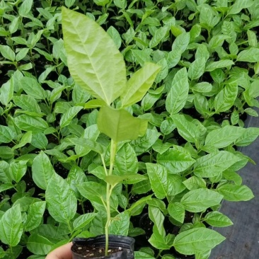 百香果苗