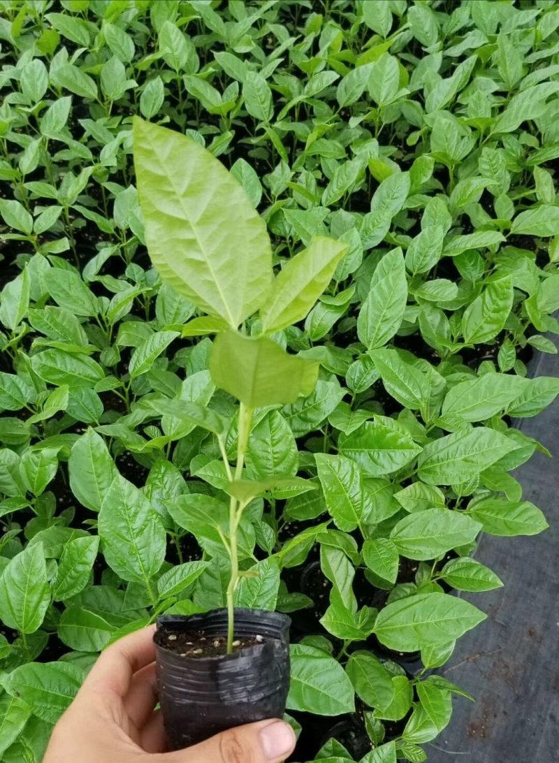 百香果苗